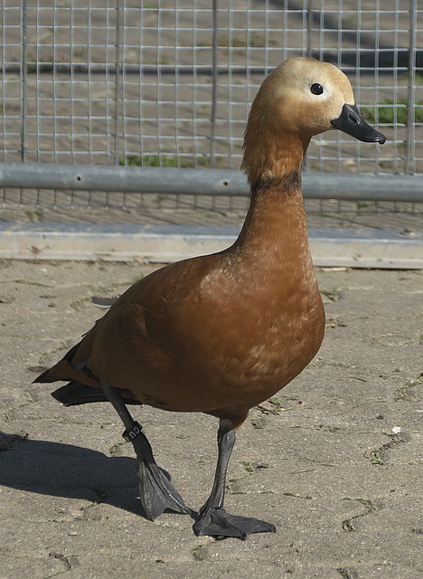 水平