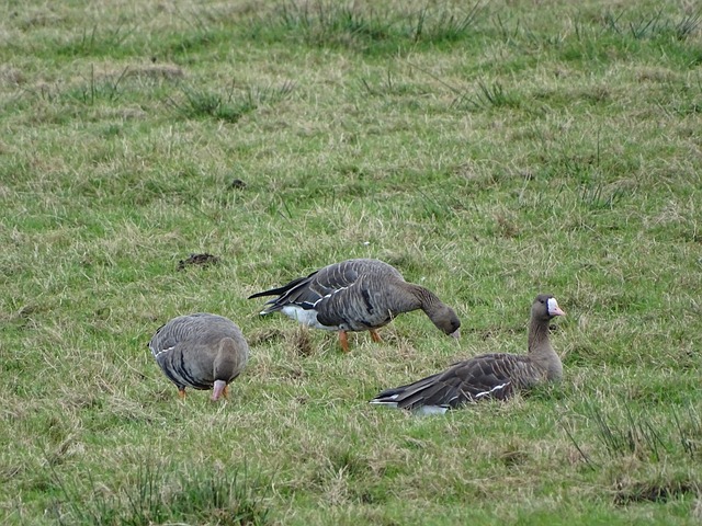 自从加入勒 自从加入勒